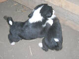 Собаки, щенки Русско-Европейская лайка, цена 123 Грн., Фото