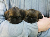 Собаки, щенки Брюссельский гриффон, цена 23500 Грн., Фото