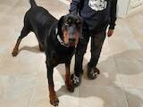 Собаки, щенята Доберман, ціна 3500 Грн., Фото