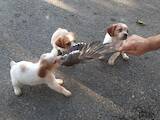 Собаки, щенята Ірландський сетер, ціна 2500 Грн., Фото