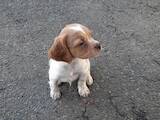 Собаки, щенки Ирландский сеттер, цена 2500 Грн., Фото