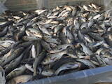 Продовольство Риба і рибопродукти, ціна 25 Грн./кг., Фото
