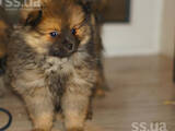 Собаки, щенята Померанський шпіц, ціна 6500 Грн., Фото