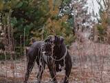 Собаки, щенята Кане Корсо, ціна 8500 Грн., Фото