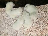 Собаки, щенки Белая Швейцарская овчарка, цена 11000 Грн., Фото