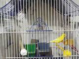 Папуги й птахи Канарки, ціна 250 Грн., Фото