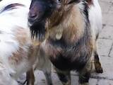 Тваринництво,  Сільгосп тварини Кози, ціна 800 Грн., Фото