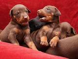 Собаки, щенки Доберман, цена 2950 Грн., Фото