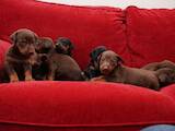 Собаки, щенята Доберман, ціна 2950 Грн., Фото