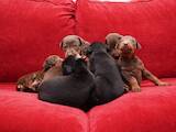 Собаки, щенята Доберман, ціна 2950 Грн., Фото
