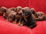 Собаки, щенки Доберман, цена 2950 Грн., Фото