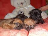 Собаки, щенки Французский бульдог, цена 23000 Грн., Фото