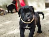 Собаки, щенята Кане Корсо, ціна 7000 Грн., Фото