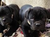 Собаки, щенки Кане Корсо, цена 7000 Грн., Фото