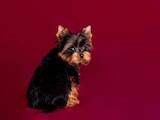 Собаки, щенки Йоркширский терьер, цена 43000 Грн., Фото