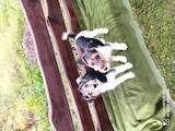 Собаки, щенки Жесткошерстный фокстерьер, цена 1800 Грн., Фото