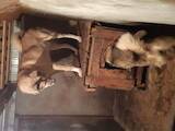 Собаки, щенки Западно-Сибирская лайка, цена 5000 Грн., Фото