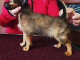 Собаки, щенята Російський довгошерстий тойтерьер, ціна 8500 Грн., Фото