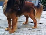Собаки, щенки Русский длинношерстный тойтерьер, цена 8500 Грн., Фото