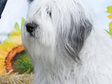 Собаки, щенята Південноросійська вівчарка, ціна 15000 Грн., Фото