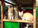 Кошки, котята Приюты и гостиницы, Фото