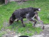 Собаки, щенята Німецька жорсткошерста лягава, ціна 3200 Грн., Фото