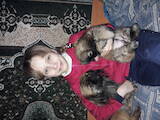 Собаки, щенки Пекинес, цена 1200 Грн., Фото