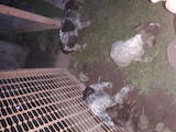 Собаки, щенки Немецкая жесткошерстная легавая, цена 1500 Грн., Фото