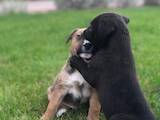Собаки, щенята Американський стаффордширський тер'єр, ціна 3000 Грн., Фото