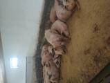 Животноводство,  Сельхоз животные Свиньи, цена 0.50 Грн., Фото