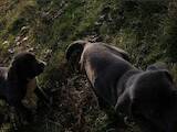 Собаки, щенки Кане Корсо, цена 5000 Грн., Фото