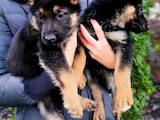 Собаки, щенки Немецкая овчарка, цена 5500 Грн., Фото