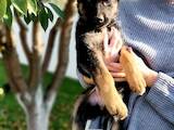 Собаки, щенки Немецкая овчарка, цена 5500 Грн., Фото