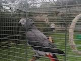 Папуги й птахи Папуги, ціна 37000 Грн., Фото