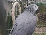 Папуги й птахи Папуги, ціна 37000 Грн., Фото