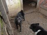 Собаки, щенята Російсько-Європейська лайка, ціна 1300 Грн., Фото