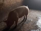 Животноводство,  Сельхоз животные Свиньи, цена 2 Грн., Фото