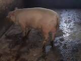 Животноводство,  Сельхоз животные Свиньи, цена 2 Грн., Фото
