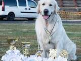 Собаки, щенята Золотистий ретрівер, ціна 10000 Грн., Фото
