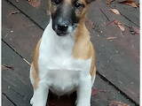 Собаки, щенята Гладкошерста фокстер'єр, ціна 7750 Грн., Фото
