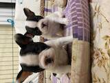 Собаки, щенята Французький бульдог, ціна 500 Грн., Фото