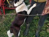 Собаки, щенята Російсько-Європейська лайка, ціна 3500 Грн., Фото