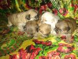 Собаки, щенки Пекинес, цена 1000 Грн., Фото