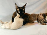 Кішки, кошенята Девон-рекс, ціна 15000 Грн., Фото
