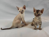 Кошки, котята Девон-рекс, цена 15000 Грн., Фото