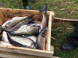 Продовольство Риба і рибопродукти, ціна 19 Грн./кг., Фото
