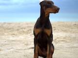 Собаки, щенята Доберман, ціна 17000 Грн., Фото