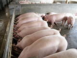 Животноводство,  Сельхоз животные Свиньи, цена 47 Грн., Фото