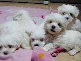 Собаки, щенки Мальтийская болонка, цена 7500 Грн., Фото