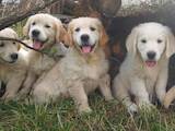 Собаки, щенки Золотистый ретривер, цена 18500 Грн., Фото